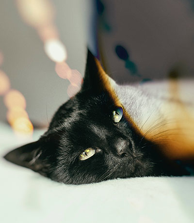 black cat resting