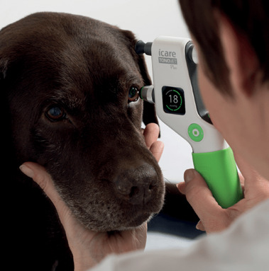 dog getting eyes checked