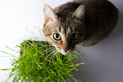 Cat standing near cat nip