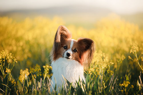 dog looking at camera in a field