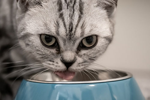 grey cat eating cat food