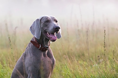 large dog in a field