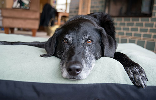 older dog laying down