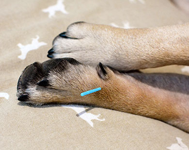 Dog paw with needle in it for acupuncture