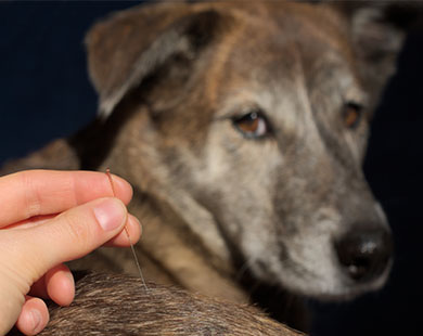 Dog getting needled