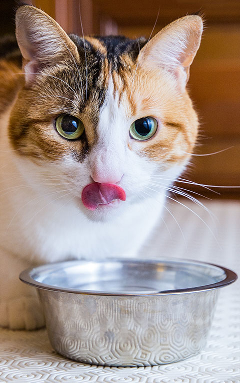 cat drinking water