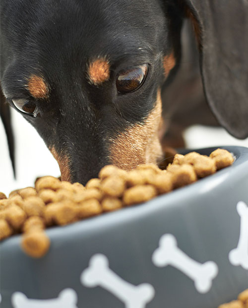 Dachshund breed dog eating dry dog food