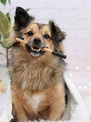 dog with toothbrush