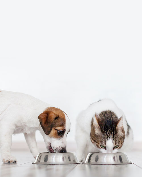 dog and cat drinking water