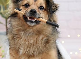 Preventing Dental Disease in Your Pet: What you need to know!