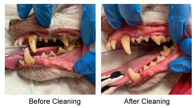 clean dog teeth