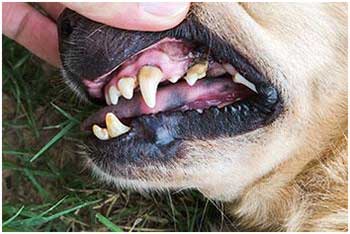 canine tooth inspection