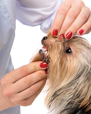Preventing Dental Disease in Your Pet: What you need to know!
